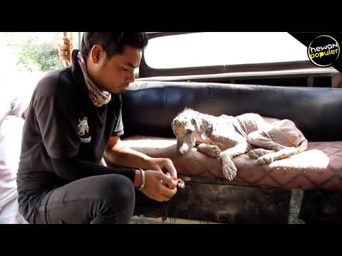 Video: Hari Tidak Ada Makan Sendiri Nasional: 10 Anjing Makan Dengan Teman Berbulu &#91;GAMBAR&#93;