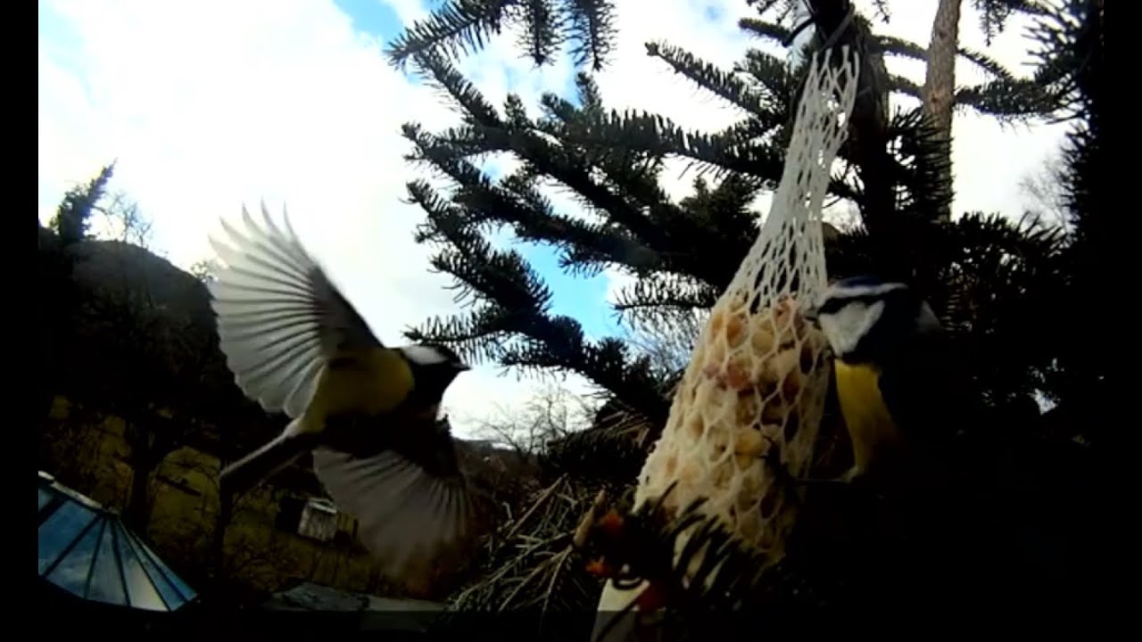 Vogel-Foto-Shooting · Vögel vor der GoPro-Hero-Linse · Futterhäuschen