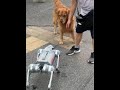 Guess what the dog is thinking#robotic dog #dog #golden retriever #cute dog #robotic dog