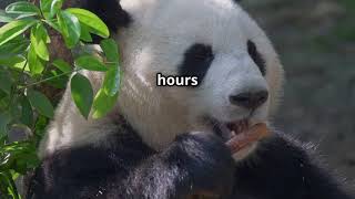 Pandas Do WHAT?! Fun and Fascinating Facts Revealed! The Secret Life of Pandas – Surprising Facts!