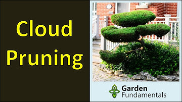 Cloud Pruning 🌲☁️☁️🌳 Japanese Niwaki Style Topiary
