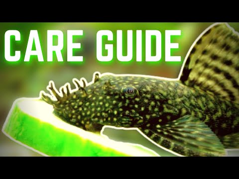 How To Care