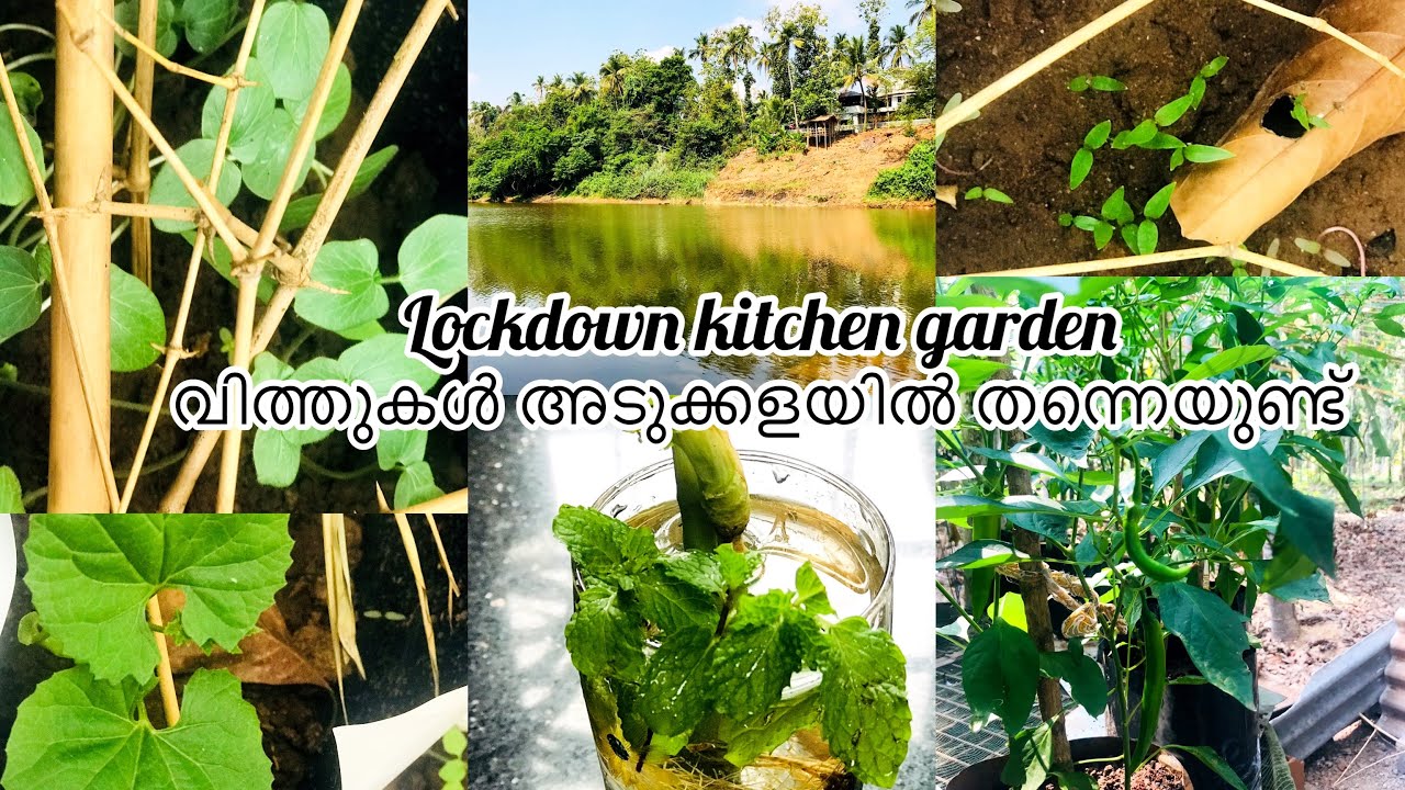Lockdown kitchen garden in Malayalam/Let’s make a vegetable garden