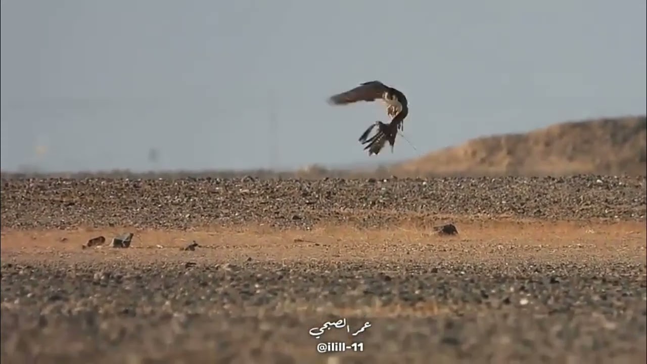 لحظة طرح شيهانة شرق الشعير 2024.10.6 طرح اليوم السعودية  تصوير المبدع عمر الصبحي شيهانه عمر الصبحي