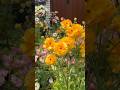 ラナンキュラスラックス　ポスポロス#gardening #園芸 #ガーデニング
