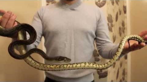 Handling a Young Scrub Python