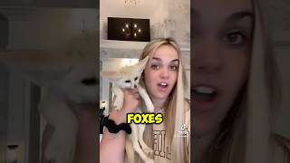 @Kamygrant Fennec Foxes 🦊 #MrBeast #Viral #Animals @Kamygrant Fennec Foxes 🦊 #MrBeast #Viral #Animals