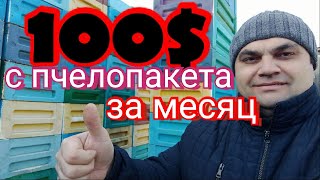 100$ с пчелопакета за месяц на акации. Секреты шестирамочника.