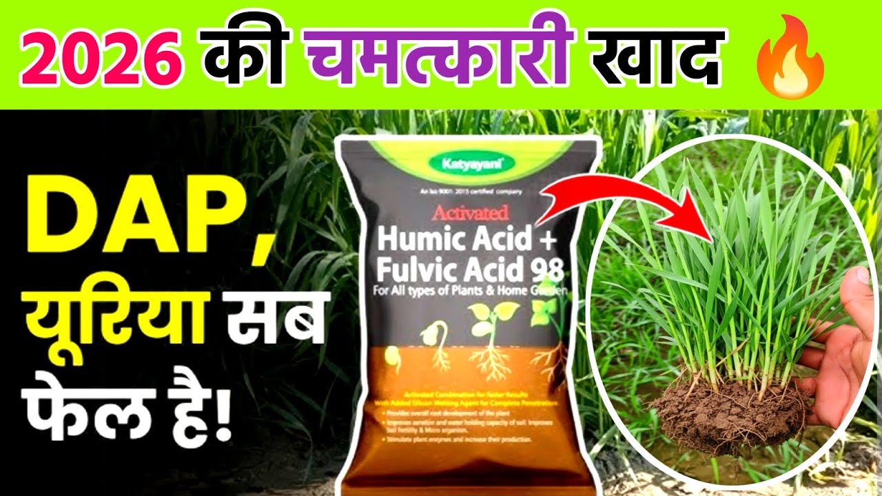 Apply this miraculous fertilizer to wheat in 2026 ||🔥 Everything else fails in front of it || gehu 