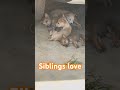 Puppies love #youtubeshorts #youtube #shortsfeed #nature #naturelovers #wildlife #puppylove