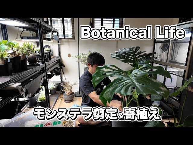 Botanical Life] Repotting Monstera - I'll try planting them