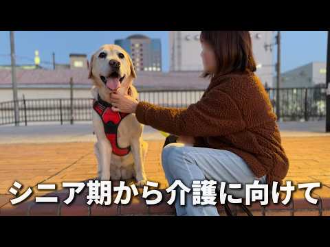 まもなく8歳を迎えるラブラドールレトリーバー / 大型犬のシニア期から介護に向けて