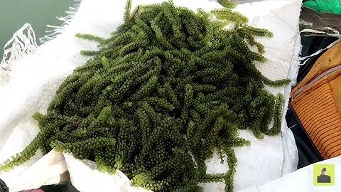 Rong nho biển, thần dược biển cả, rất ít người biết đến cây này