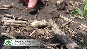 Hail Damage in Soybeans