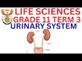 Life Sciences Grade 11 Urinary System Term 3