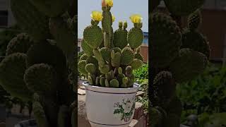 #Cactus #Succulent #PlantTok #GardeningLife #UniquePlants #CactusFlowers #MonkeyTailCactus #MoonCact
