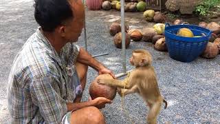 ฝึกลิงขึ้นมะพร้าว เขาทำกันอย่างไร Monkey training