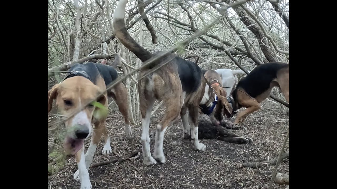 Long cold trail and a great bobcat race