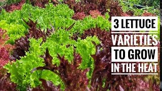 3 Lettuce Varieties You Can Grow All Summer Long