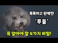 푸들 키우는 엄마가 알려주는 토이 푸들, 미니어처 푸들의 성격과 특성