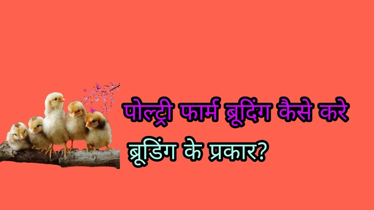 Poultry farm me brooding kaise kare???