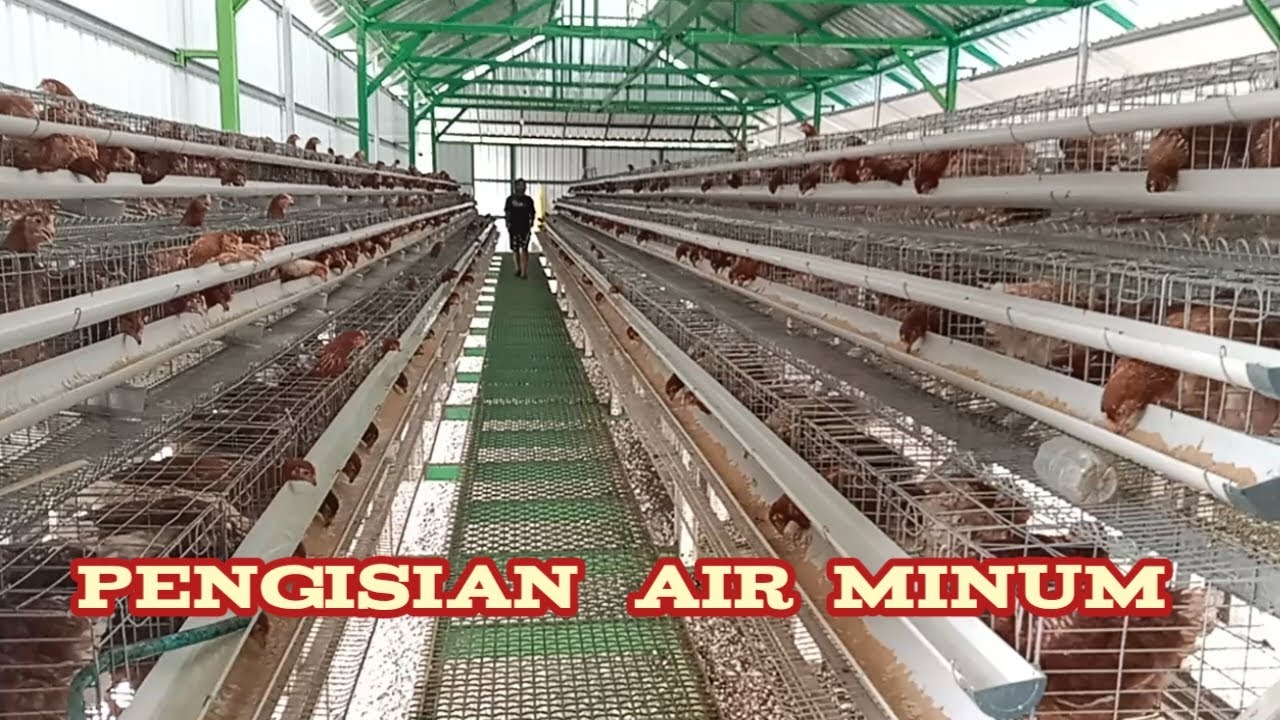 pengisian air minum di kandang batrai galvanis