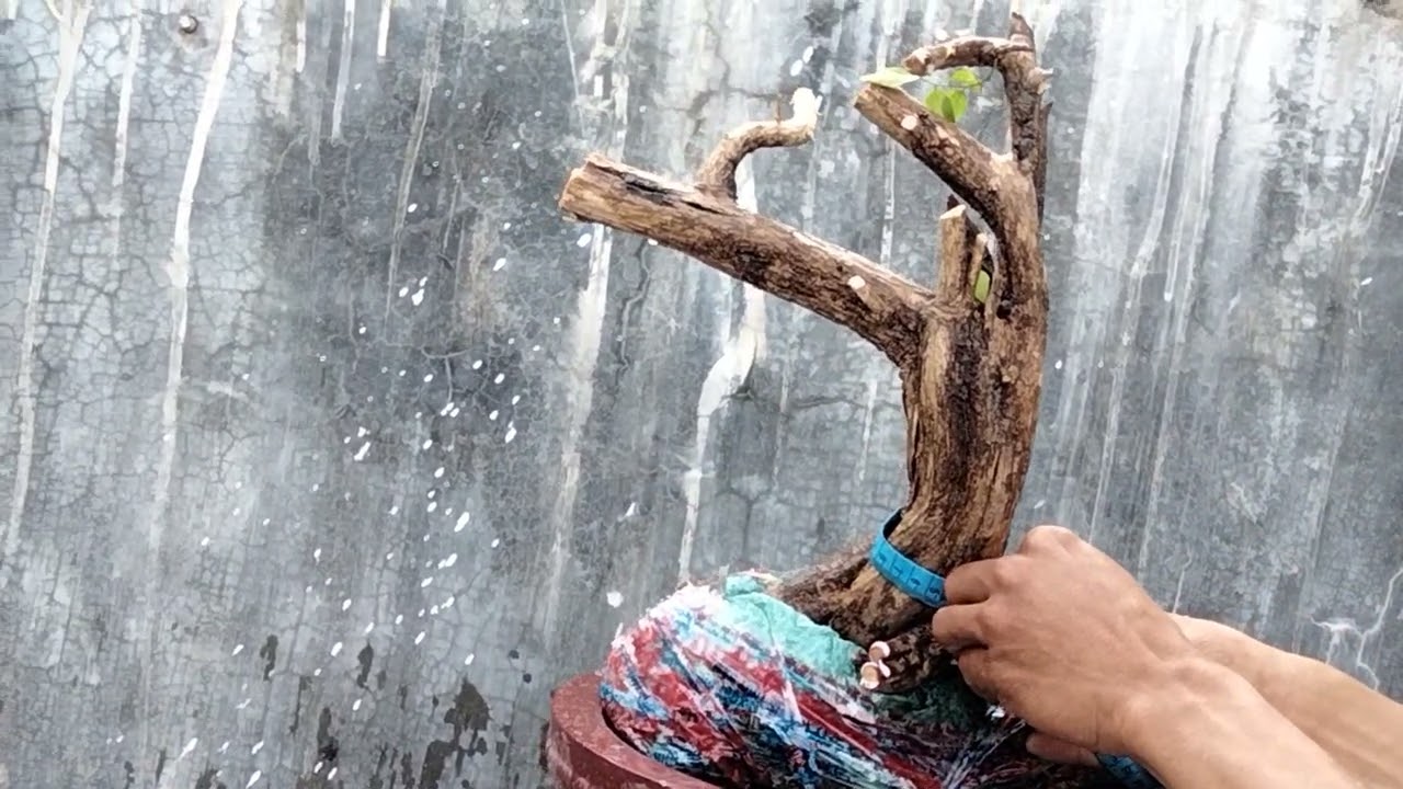 (₫ãgl)y873....300k nguyệt quế rừng Ninh Thuận hoa thơm đẹp zalo  03999.33445