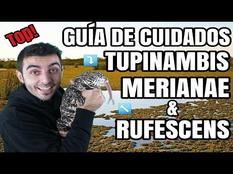 CUIDADOS TUPINAMBIS MERIANAE 🦎🔝 Tegu Argentino