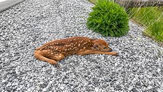 After the accident, the fawn lay motionless, waiting for death—but then the young woman arrived.
