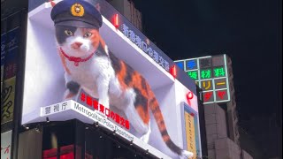 3D calico cat billboard in Shinjuku