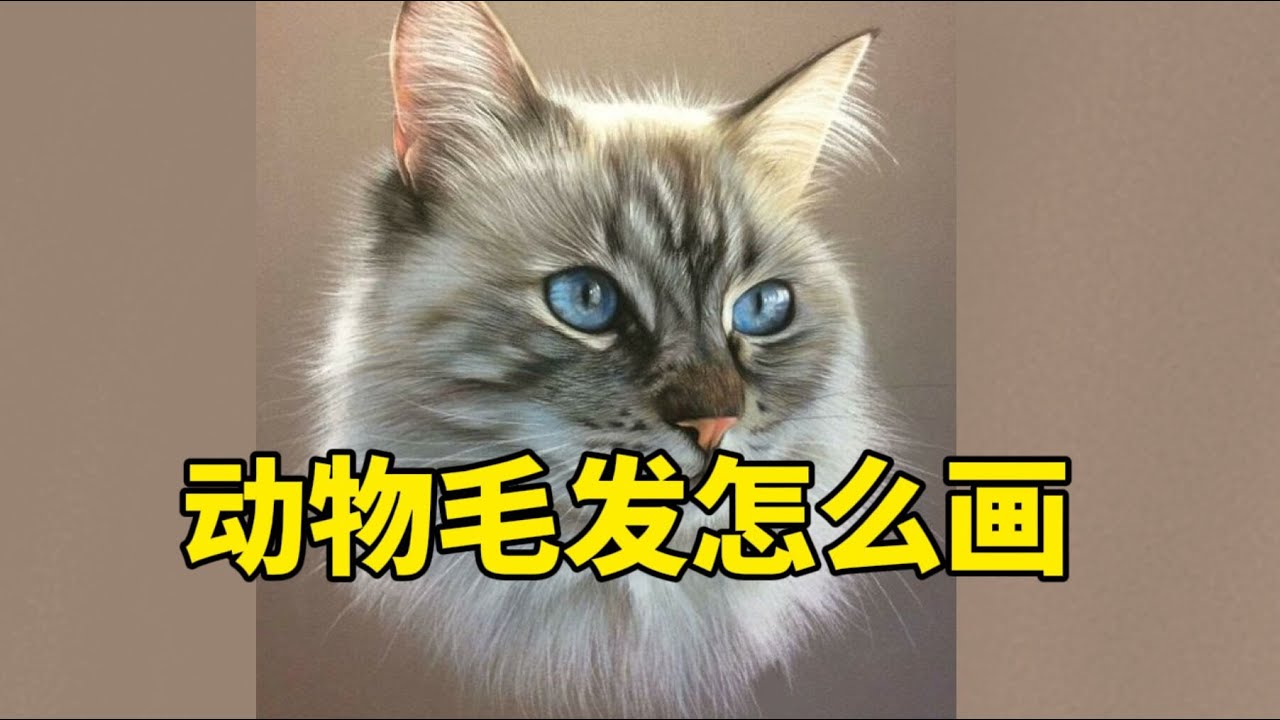 动物毛发怎么画？色鉛筆教程