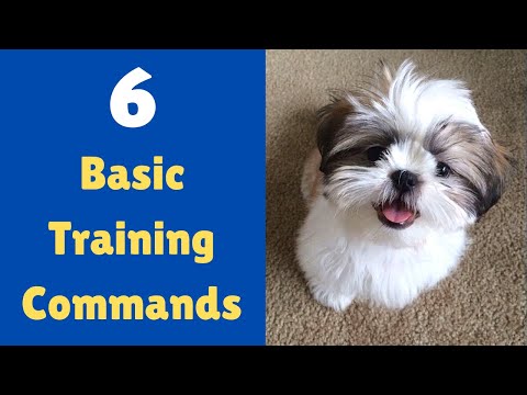 Shih Tzu Puppy를 가르치는 6가지 기본 훈련 명령