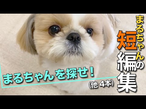 【シーズー】可愛すぎてボツにできなかった…まるちゃんの短編集④ -5本立て-【143】