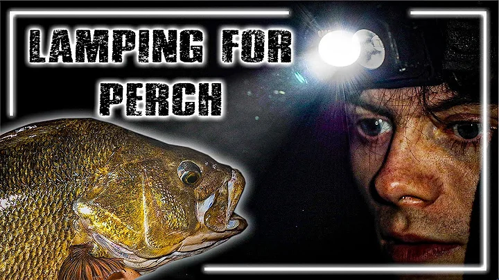 LAMPING FOR BIG PERCH | Alfie Russell | Perch At Night