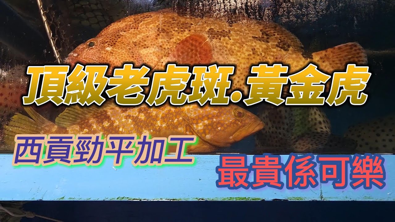 今日西貢有條靚魚頂級老虎斑...約班釣友去加工..估唔到全記海鮮加工咁平..反而可口可樂係最貴..試咗新嘢日本哈哈螺..仲有巨型瀨尿蝦