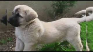 Kangal Edit