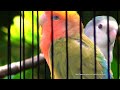 Peach-Faced Lovebird Sounds (3 Hours) - Seagreen Turquoise & Green Pied