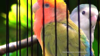 Peach-Faced Lovebird Sounds (3 Hours) - Seagreen Turquoise & Green Pied