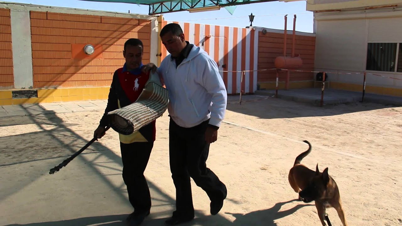 malino dog k9 attack guard smart dog kuwait training YouTube