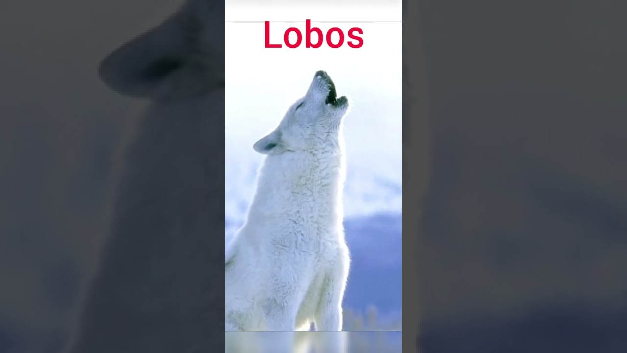 lobos do Ártico # short