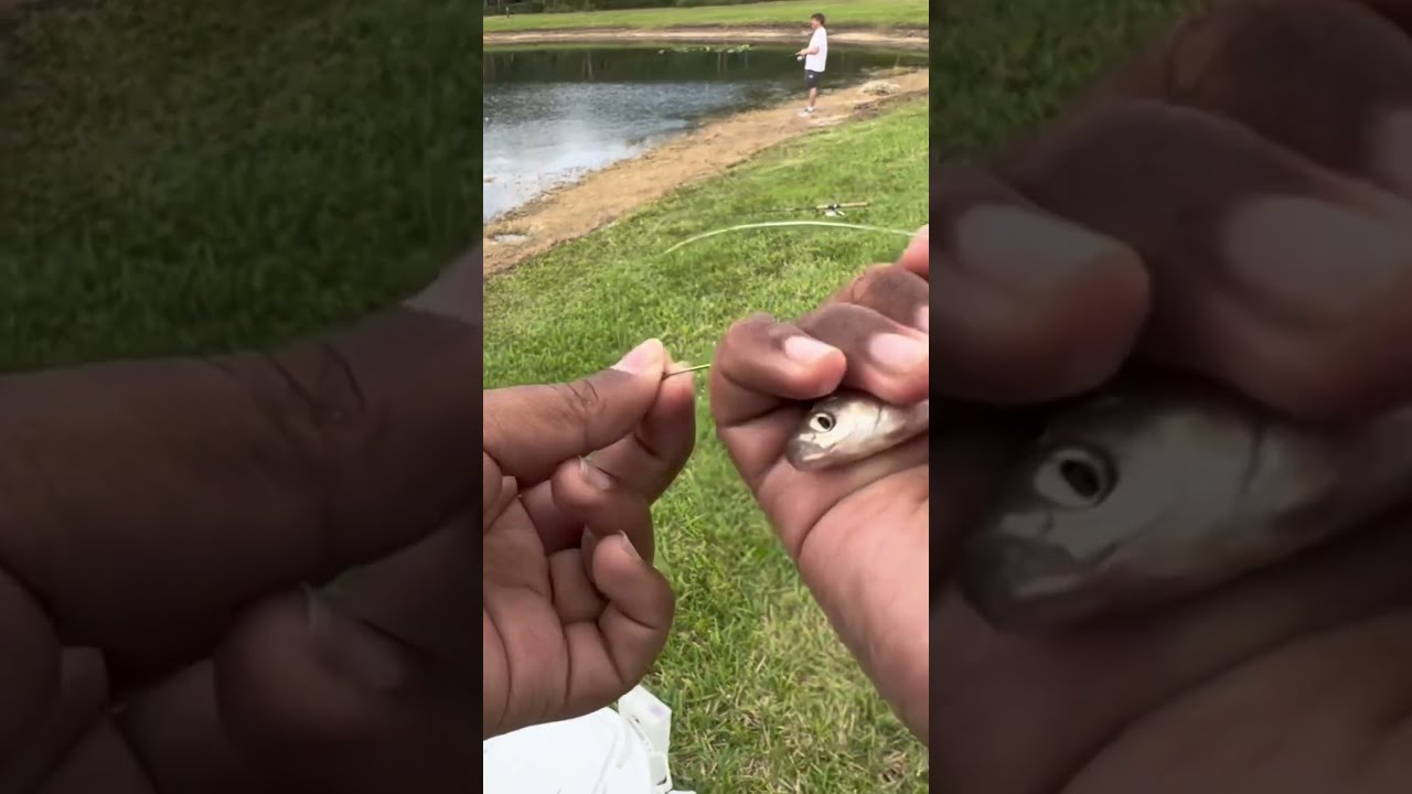 How To Hook A MINNOW 