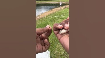 How to hook a MINNOW!!!!