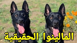 بغيتي تشري مالينوا 🤔 أجي تشوف أنواع المالينوا الحقيقية 🐶 Le BERGER BELGE MALINOIS PUR RACE 👌