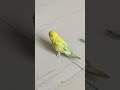 #Mere #Pyare #laddu########😘😘💕🦜