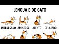 5 Maneras De Ser Amigo De Tu Gato