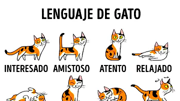 ¿Cómo saben los gatos dónde estás?