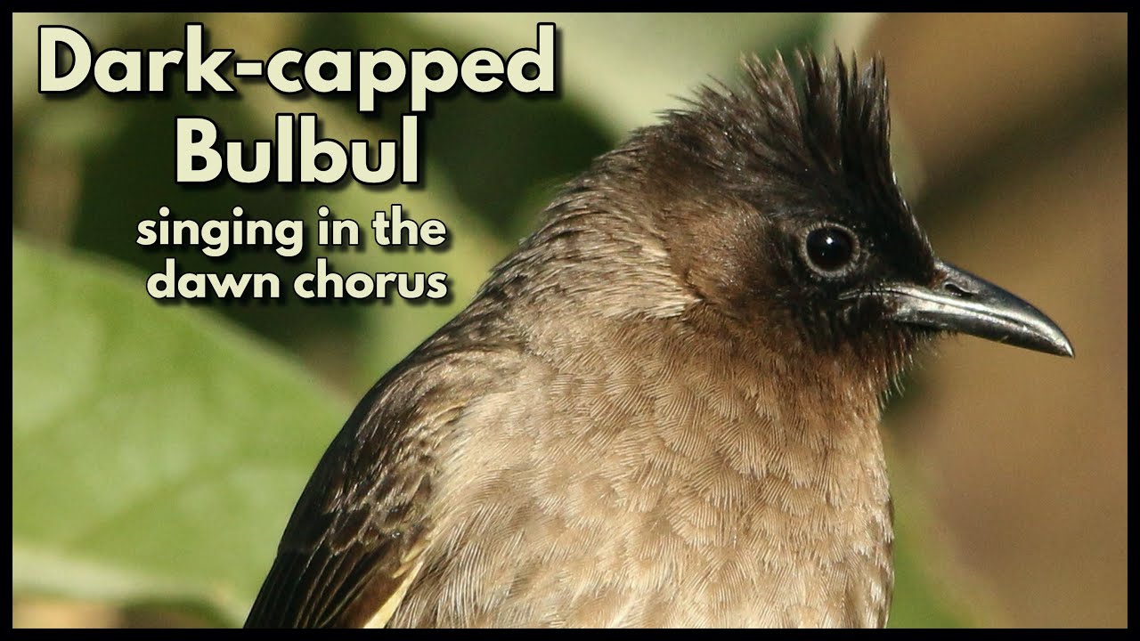 DARK-CAPPED BULBUL'S cheerful early morning song