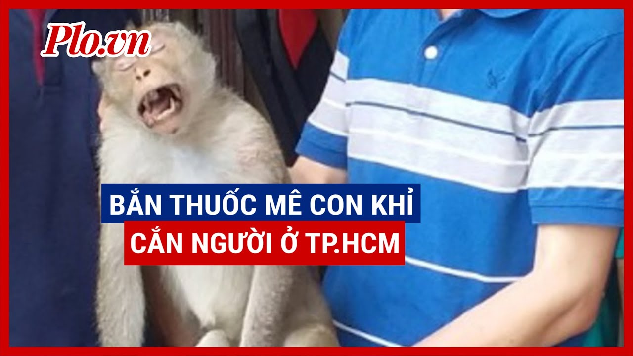 Con khỉ hay cắn người ở quận 12 bị bắn thuốc mê rồi... - youtube