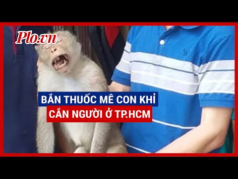 Video Con khỉ hay cắn người ở quận 12 bị bắn thuốc mê rồi... - youtube