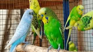 12 hours of budgie sounds to encourage your parrot to eat and sing Budgies Singing
